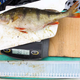 Illustration for article titled Fresh Fish! Sliced and Diced! Tested for Radioactivity